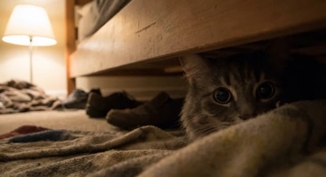How to Tell If Your Cat Is Stressed: A Science-Based Guide