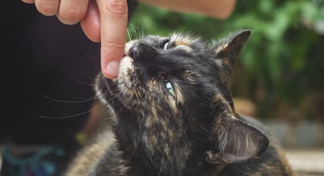 Why Does My Cat Bite Me? 7 Types of Cat Bites Explained