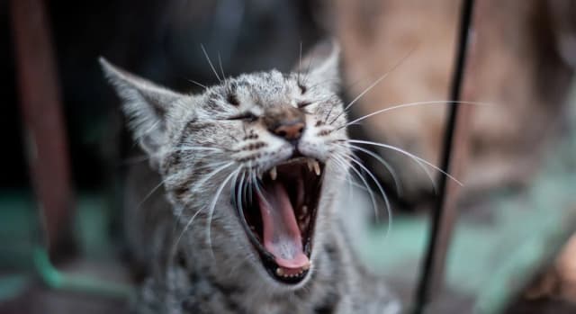 Why Does My Cat Hiss? 6 Causes and What to Do About Each