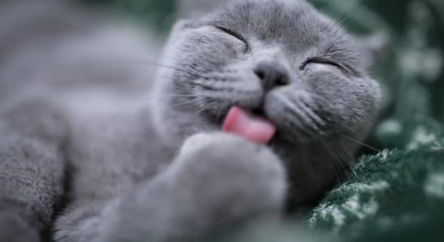 Why Does My Cat Lick Me? 5 Science-Backed Reasons