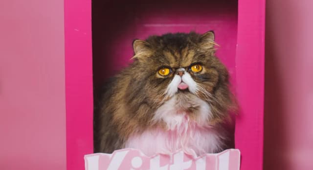 Cat Peeing Outside the Litter Box? Here's What the Science Says