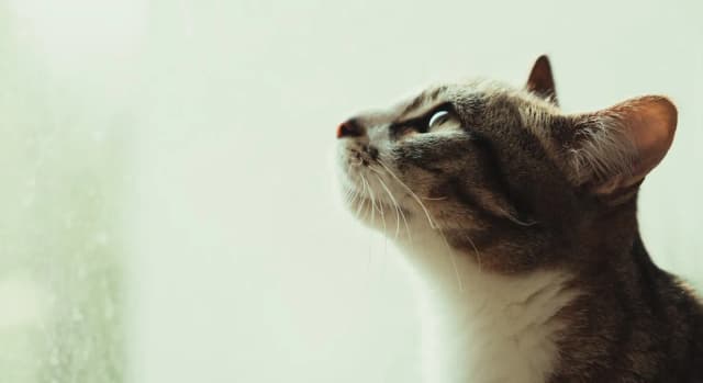 Can You Actually Train a Cat? The Science Says Yes — Here's How
