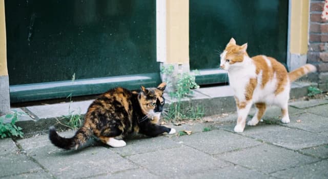 Cats Fighting at Home? A Science-Based Guide to Multi-Cat Conflict