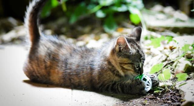 Kitten Behavior Guide: What Every New Cat Parent Needs to Know