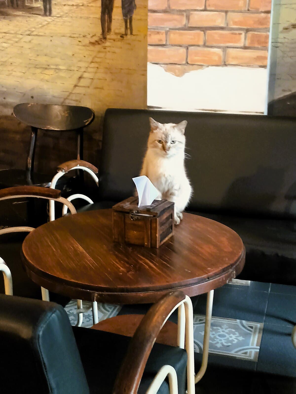 Midnight Meow cover image