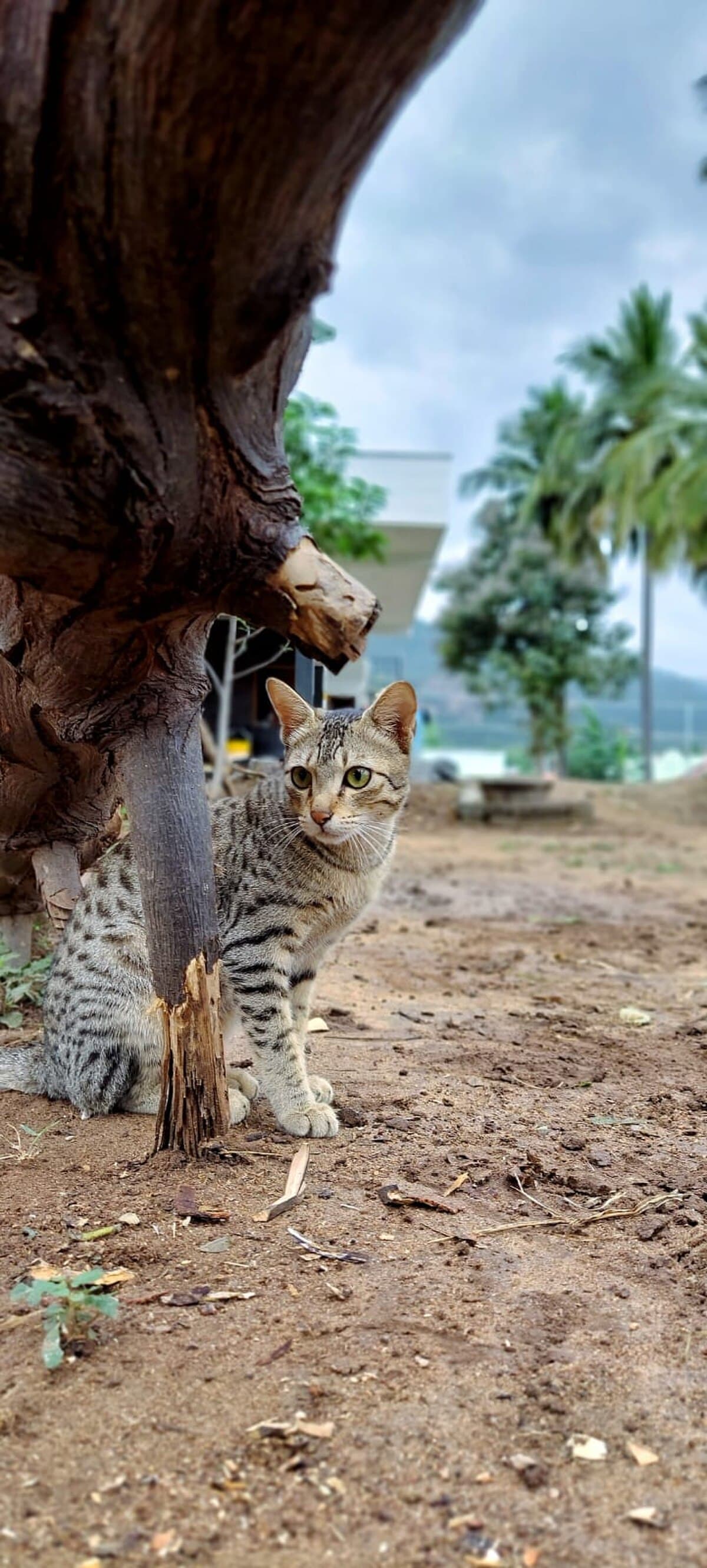 Purr Symphony cover image