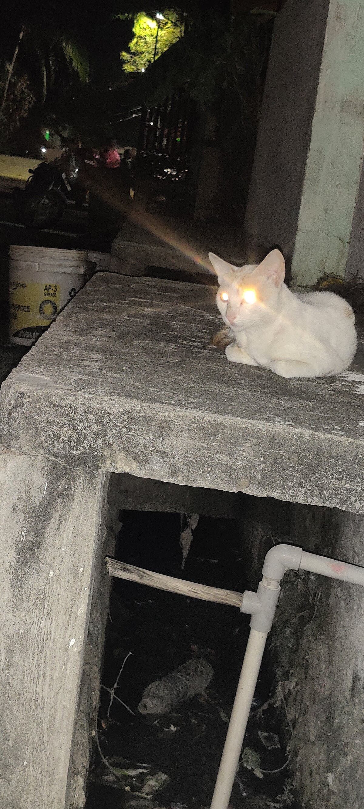 Cattronica cover image