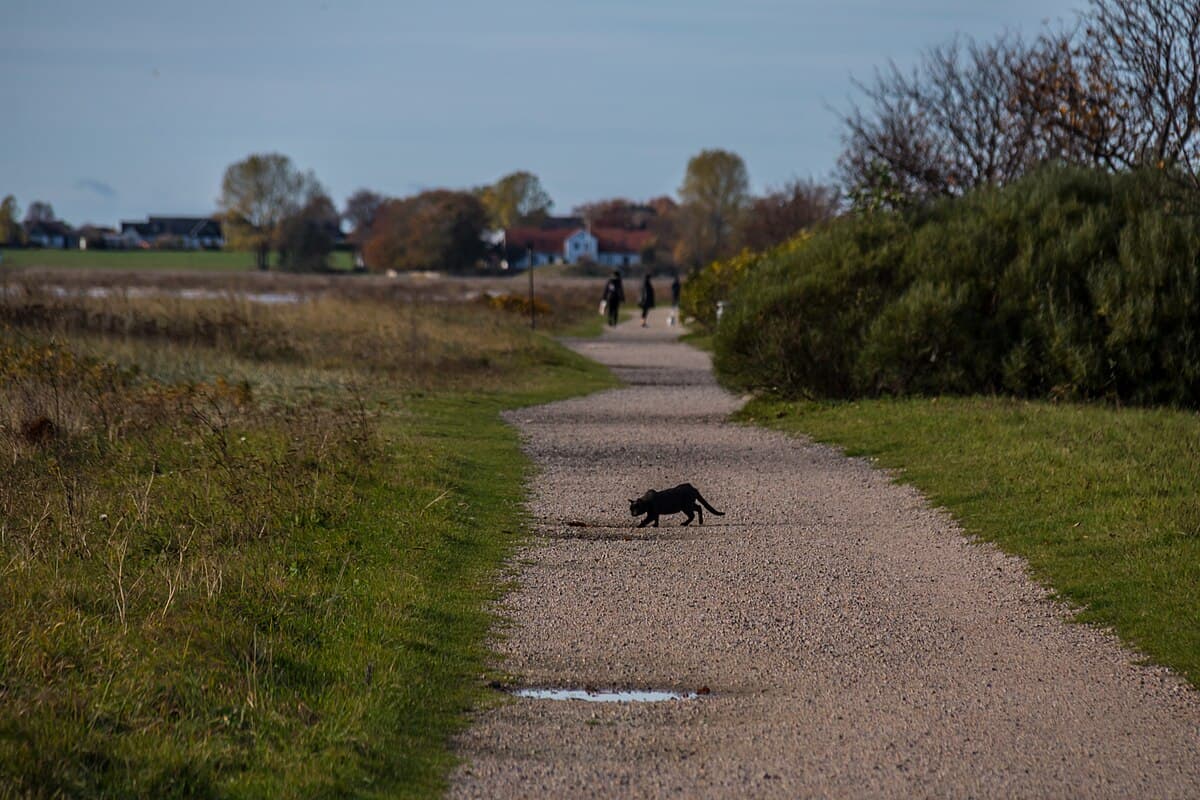 Jazzy Whiskers cover image