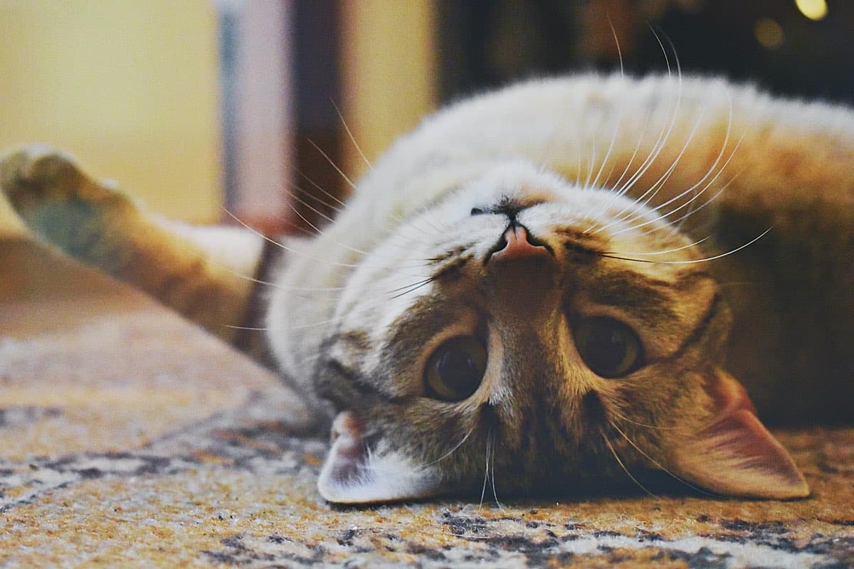 Cat behavior