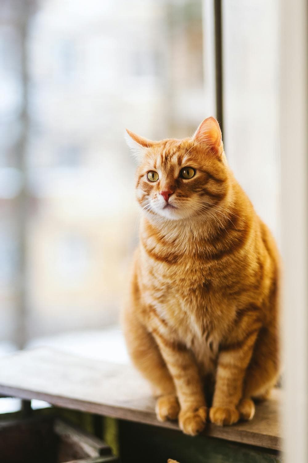 Cat meowing