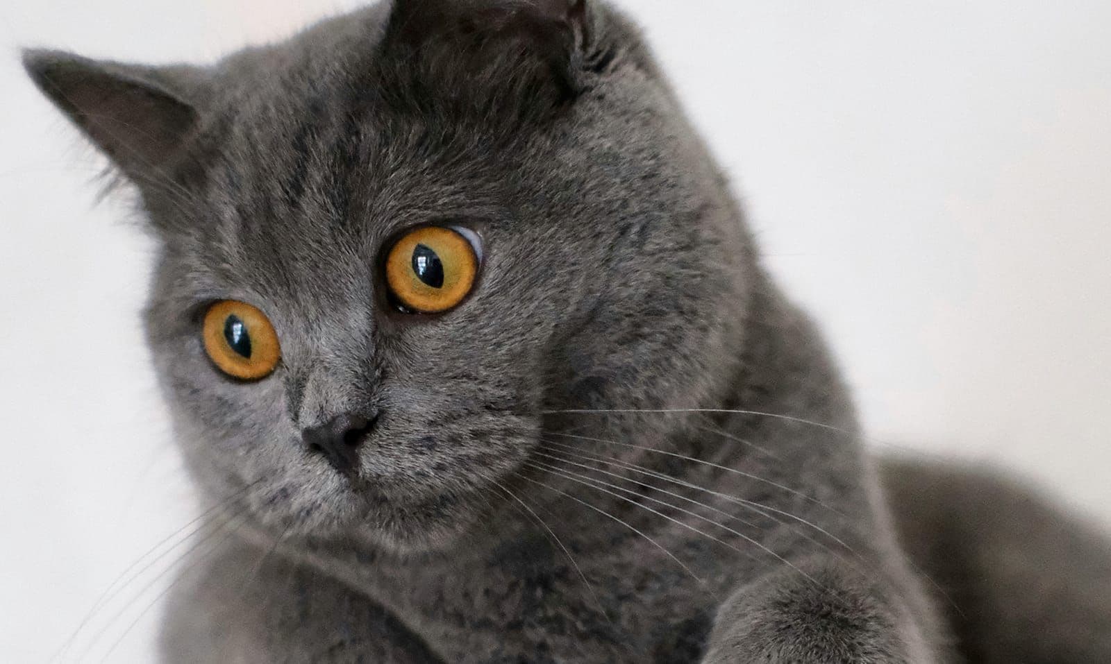 Cat zoomies