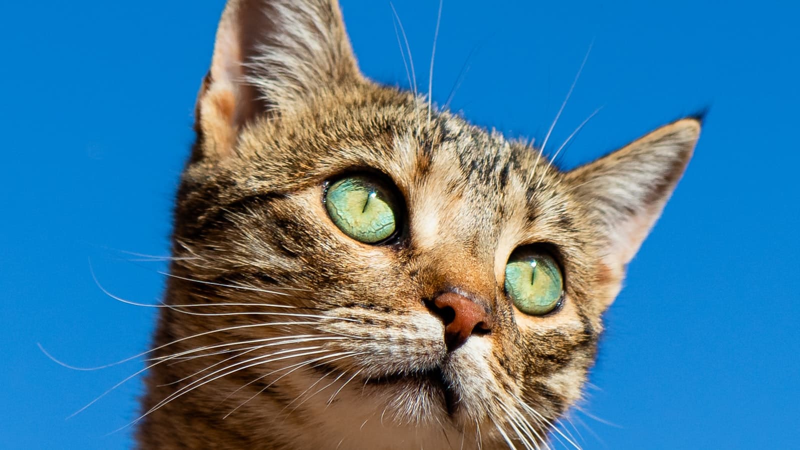 Fisheye Effect preview