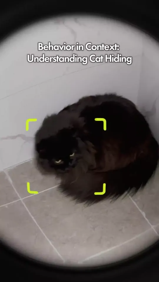 Catellect AI analyzing cat behavior in environmental context to detect stress indicators