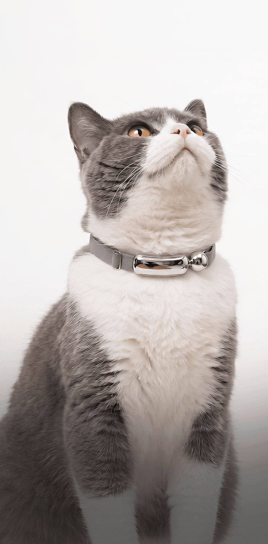 Cat wearing the Catellect collar Cat wearing the Catellect collar