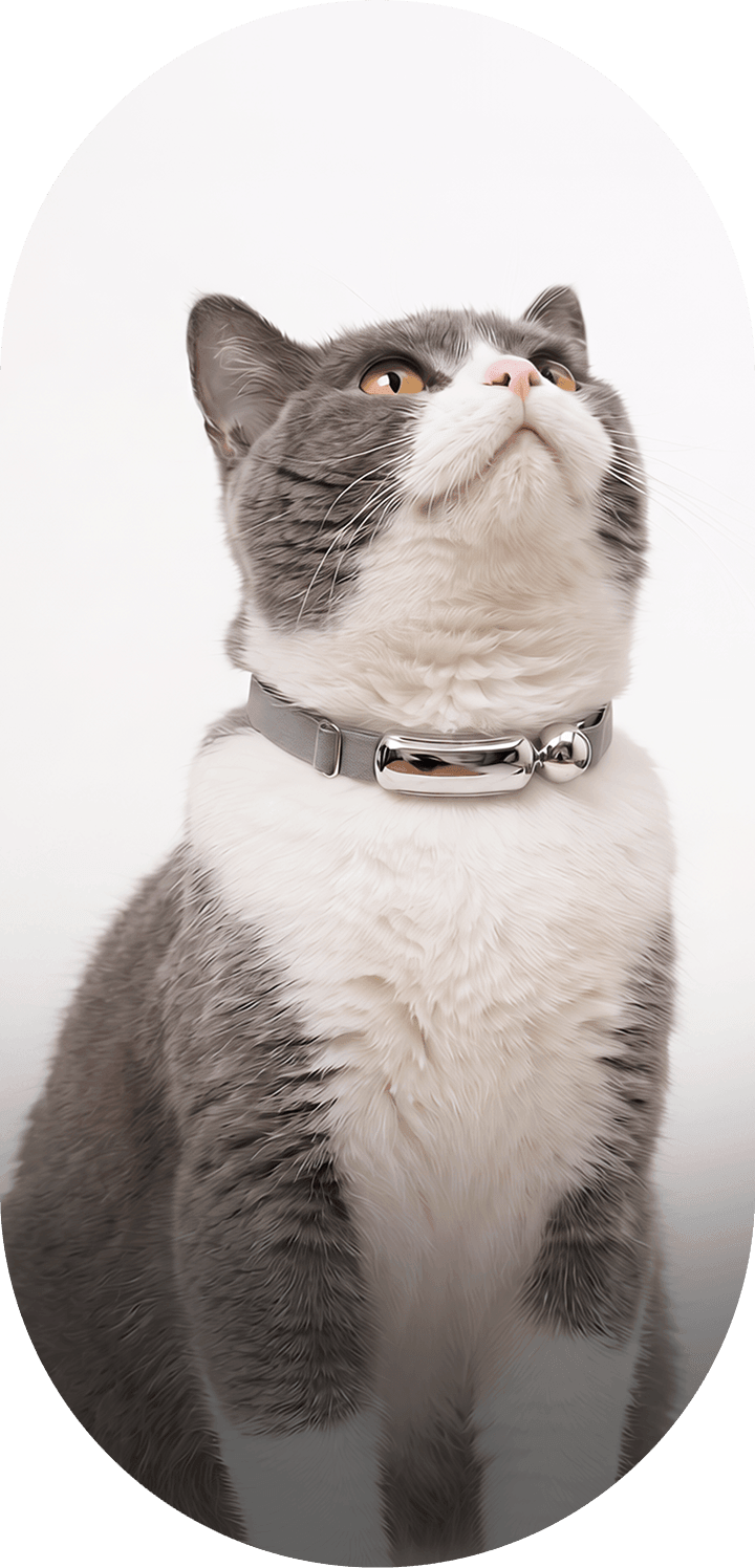 Cat wearing the Catellect collar