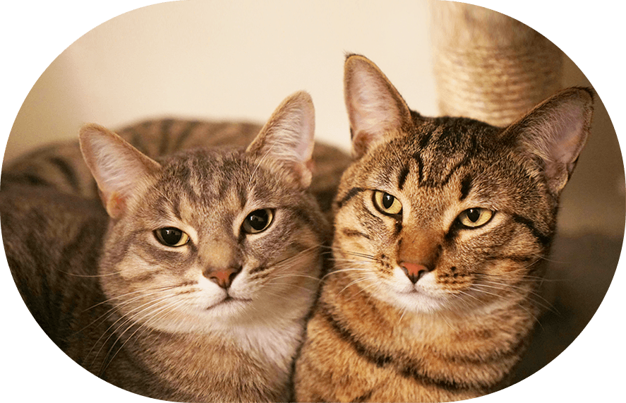 Multiple cats in a household