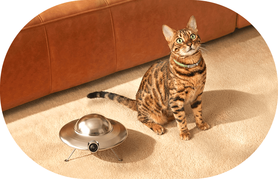 A new cat settling into a home