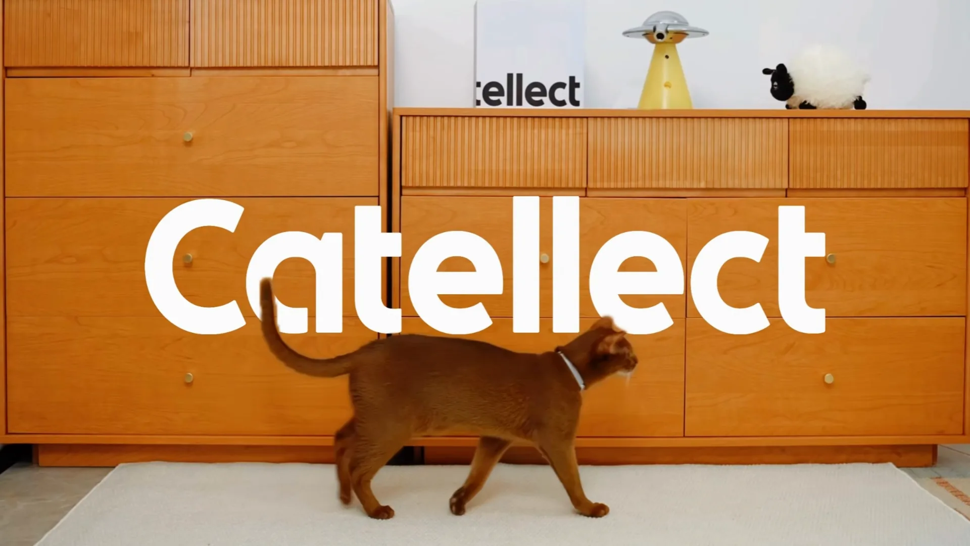 Catellect introduction film — a person gently holding a cat up to the Catellect device