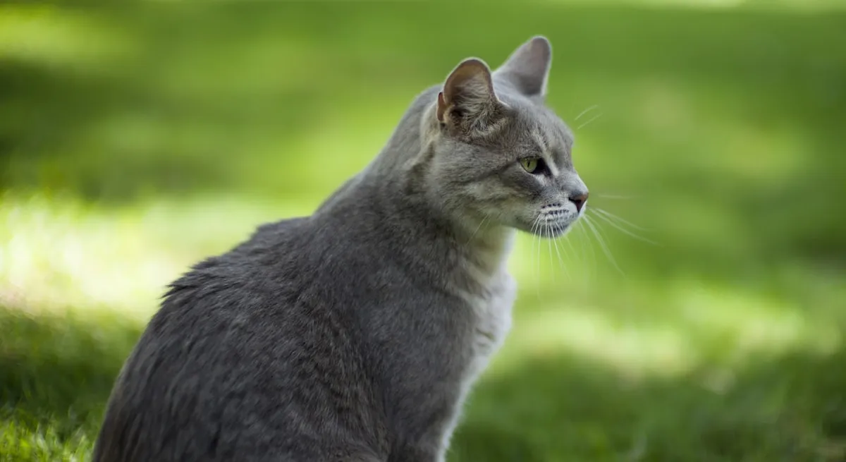 Cat body language guide - understanding feline communication signals