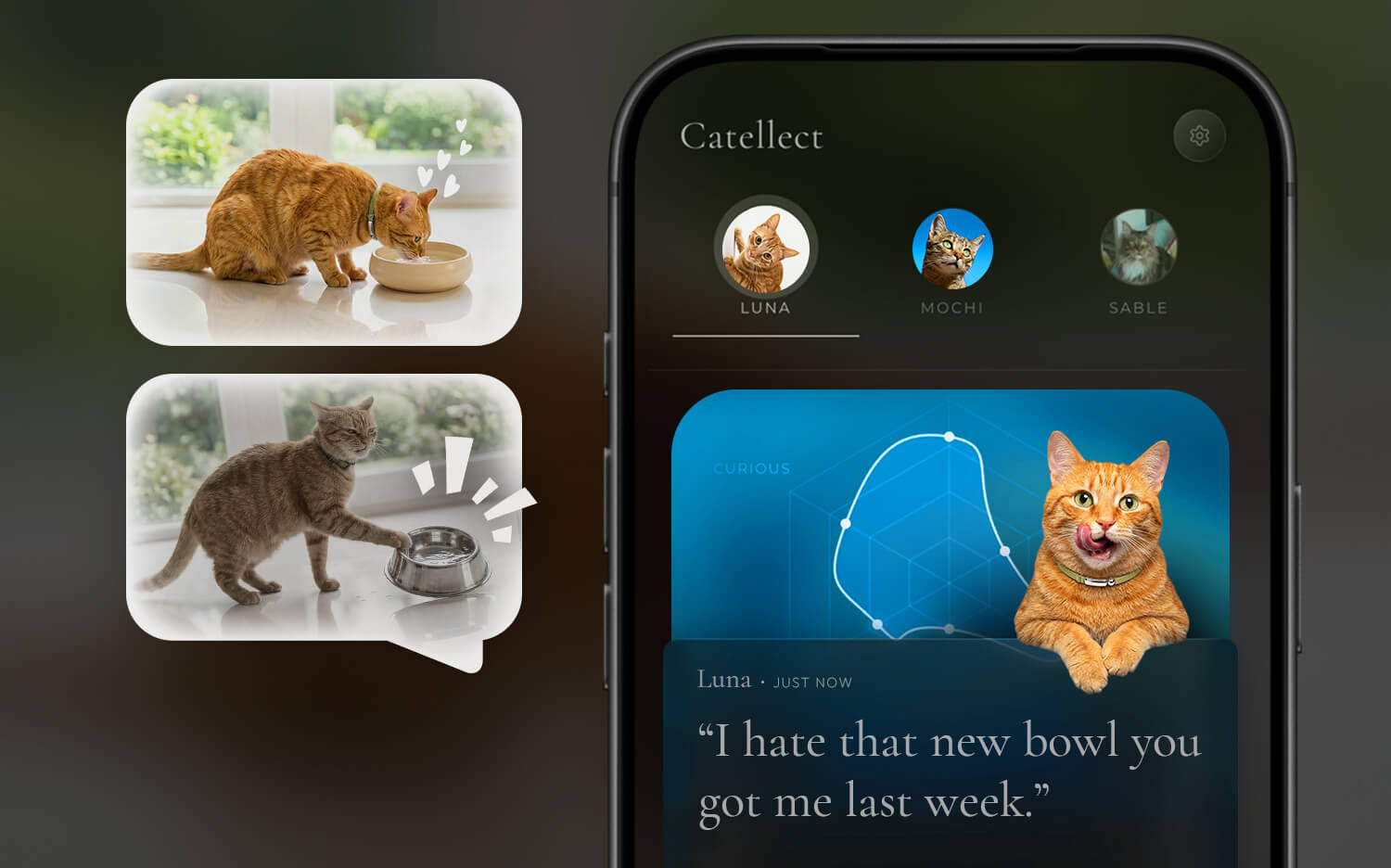 Catellect app showing individual cat's personality and recent observation