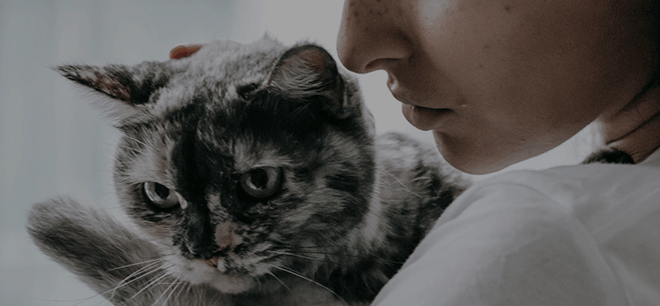 Black cat with owner before Catellect behavior understanding