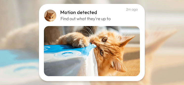 Catellect motion detected notification showing a cat incident clip