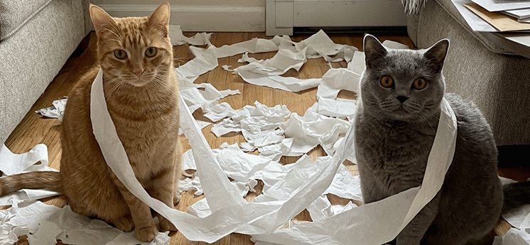 Two cats sitting beside a shredded paper mess at home before Catellect event detection