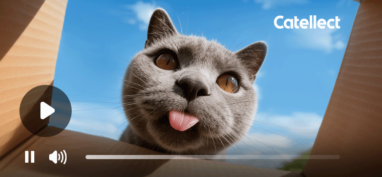 Catellect auto captured cat highlight video with playback controls