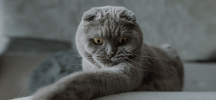 Sad gray cat resting before automatic Catellect highlight capture