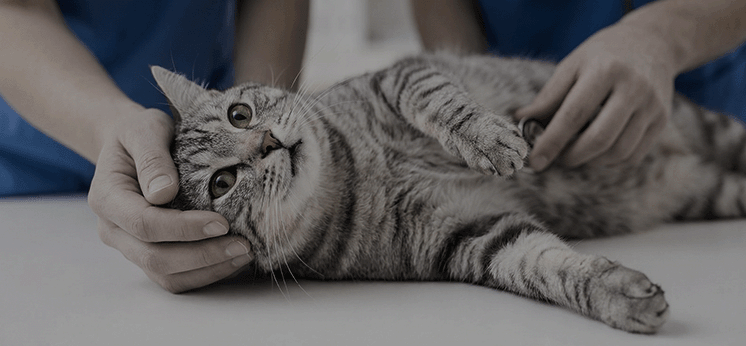 Gray cat receiving a wellness check before Catellect health trend detection