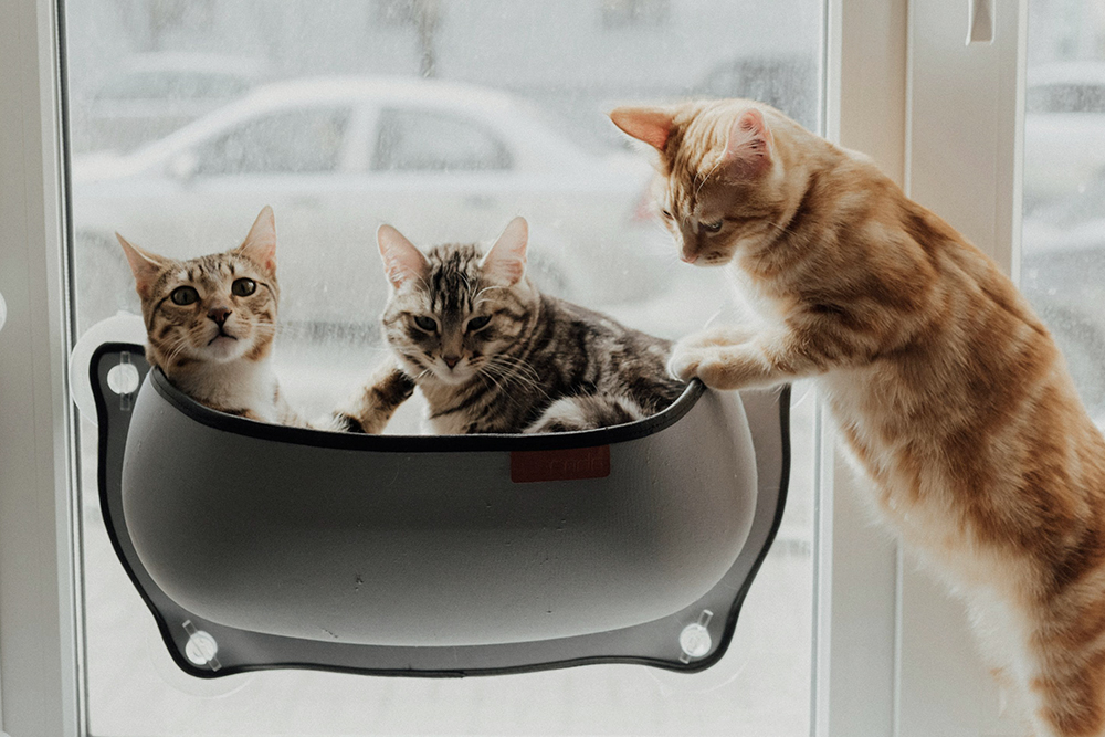 Three cats sharing a single food bowl in a multi-cat household