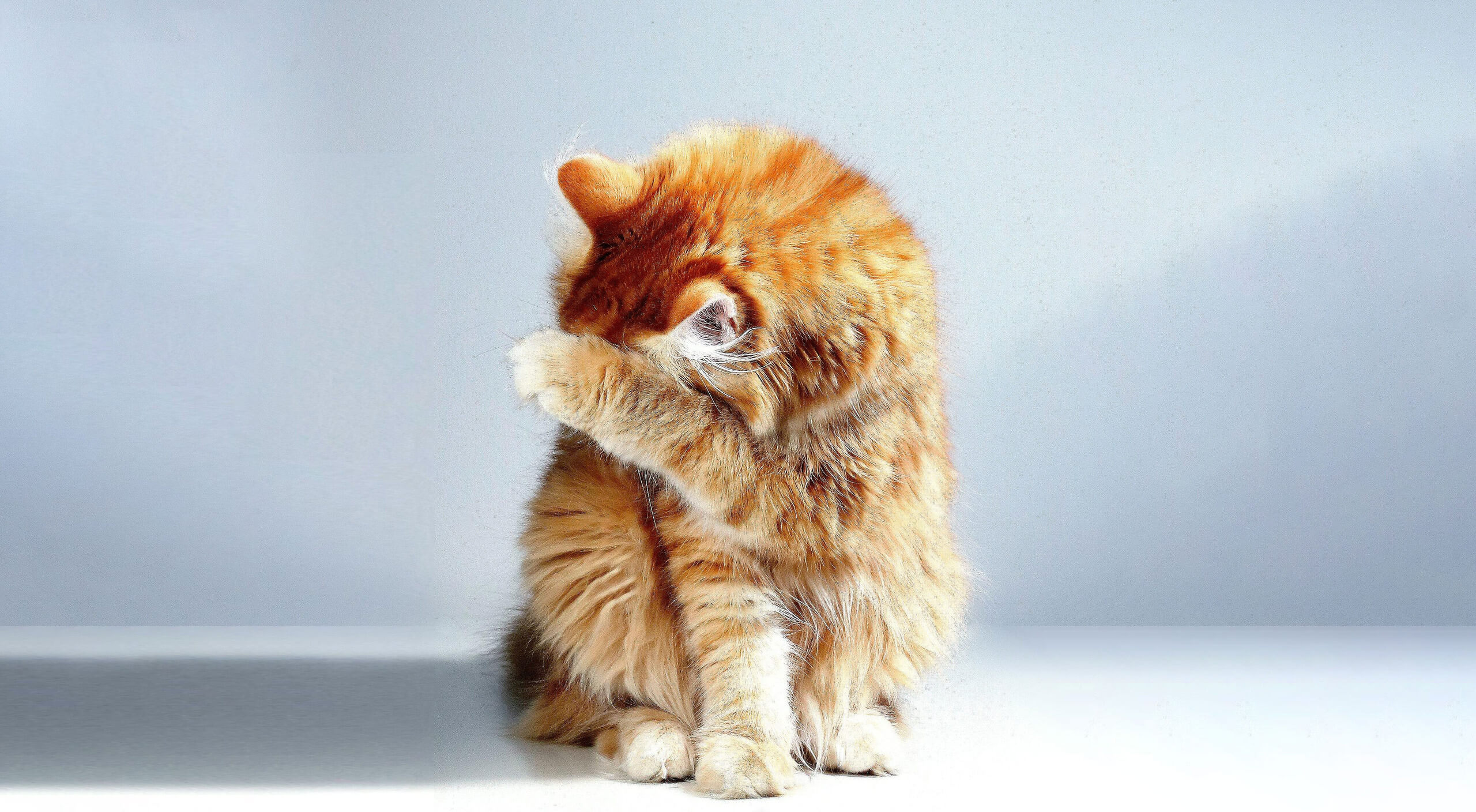 Cat Well-being Above All